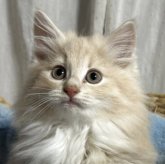 ノルウェージャンフォレストキャット