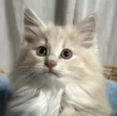 ノルウェージャンフォレストキャット