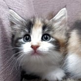 ノルウェージャンフォレストキャット