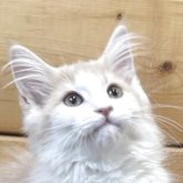 ノルウェージャンフォレストキャット