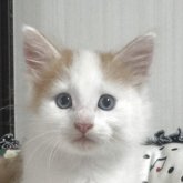 ノルウェージャンフォレストキャット