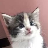 ノルウェージャンフォレストキャット