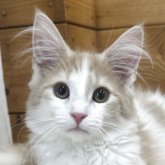 ノルウェージャンフォレストキャット