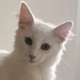 ノルウェージャンフォレストキャット