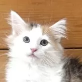 ノルウェージャンフォレストキャット