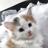 ノルウェージャンフォレストキャット