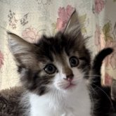 ノルウェージャンフォレストキャット