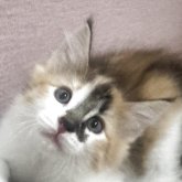 ノルウェージャンフォレストキャット