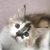 ノルウェージャンフォレストキャット