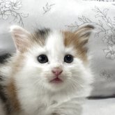 ノルウェージャンフォレストキャット