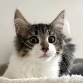 ノルウェージャンフォレストキャット