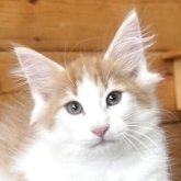 ノルウェージャンフォレストキャット