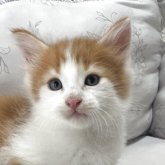 ノルウェージャンフォレストキャット