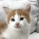 ノルウェージャンフォレストキャット