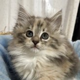 ノルウェージャンフォレストキャット