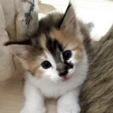 ノルウェージャンフォレストキャット