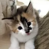 ノルウェージャンフォレストキャット