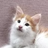 ノルウェージャンフォレストキャット