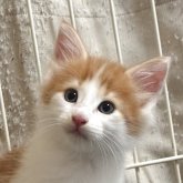 ノルウェージャンフォレストキャット