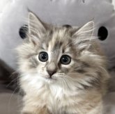 ノルウェージャンフォレストキャット