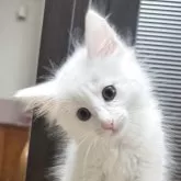 ノルウェージャンフォレストキャット