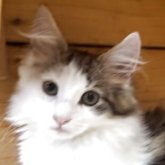 ノルウェージャンフォレストキャット
