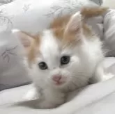 ノルウェージャンフォレストキャット