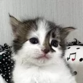 ノルウェージャンフォレストキャット