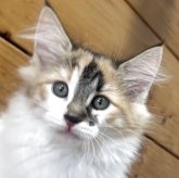 ノルウェージャンフォレストキャット