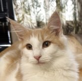 ノルウェージャンフォレストキャット