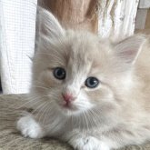 ノルウェージャンフォレストキャット