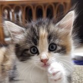 ノルウェージャンフォレストキャット