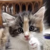 ノルウェージャンフォレストキャット