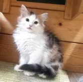 ノルウェージャンフォレストキャット【香川県・女の子・2025年8月24日・ブラウンパッチドタビー&ホワイト】の写真2