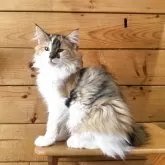 ノルウェージャンフォレストキャット【香川県・女の子・2025年8月18日・ブラウンパッチドタビー&ホワイト】の写真2