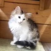 ノルウェージャンフォレストキャット【香川県・女の子・2025年8月24日・ブラウンパッチドタビー&ホワイト】の写真3