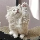 ノルウェージャンフォレストキャット【香川県・女の子・2025年10月16日・クリームタビー&ホワイト】の写真2