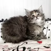 ノルウェージャンフォレストキャット【香川県・女の子・2025年9月27日・ブラウンパッチドタビー】の写真3