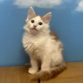 ノルウェージャンフォレストキャット【香川県・男の子・2025年8月24日・レッドマッカレルタビー&ホワイト】の写真5