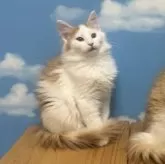 ノルウェージャンフォレストキャット【香川県・男の子・2025年8月24日・レッドマッカレルタビー&ホワイト】の写真2