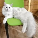 ノルウェージャンフォレストキャット【香川県・男の子・2025年3月9日・ホワイト】の写真4