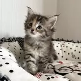 ノルウェージャンフォレストキャット【香川県・女の子・2025年9月27日・ブラウンパッチドタビー】の写真4