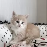 ノルウェージャンフォレストキャット【香川県・女の子・2025年9月27日・クリームタビー&ホワイト】の写真4