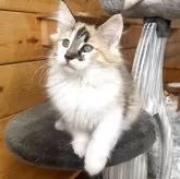 ノルウェージャンフォレストキャット【香川県・女の子・2025年8月18日・ブラウンパッチドタビー&ホワイト】の写真7