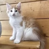 ノルウェージャンフォレストキャット【香川県・男の子・2025年8月24日・レッドマッカレルタビー&ホワイト】の写真4