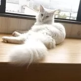 ノルウェージャンフォレストキャット【香川県・男の子・2025年3月9日・ホワイト】の写真5