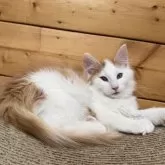 ノルウェージャンフォレストキャット【香川県・男の子・2025年8月24日・レッドマッカレルタビー&ホワイト】の写真3