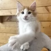 ノルウェージャンフォレストキャット【香川県・男の子・2025年8月24日・レッドマッカレルタビー&ホワイト】の写真5