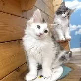 ノルウェージャンフォレストキャット【香川県・女の子・2025年8月24日・ブラウンパッチドタビー&ホワイト】の写真5