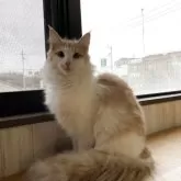 ノルウェージャンフォレストキャット【香川県・女の子・2025年3月14日・クリームタビー&ホワイト】の写真4